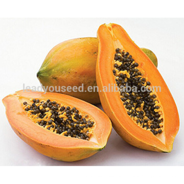 JM01 Giemda semillas de papaya de Taiwán hibridación temprana madurez precio